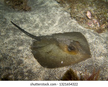 Tiny Baby Stingray On A Sandy Bottom.
Terceira, Azores, Portugal.