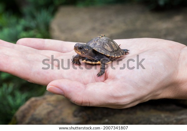 Tiny baby woodland box turtle\
(Terrapene carolina) held in a persons hand above some\
rocks