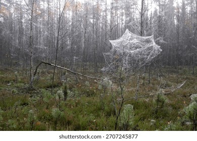 tiny bare tree wrapped by wet spiderweb in autumn forest