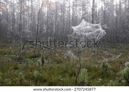 tiny bare tree wrapped by wet spiderweb in autumn forest