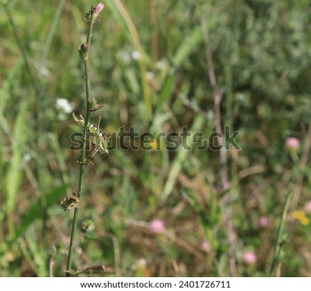 A tiny beautiful insect grasshopper perched on thin, elegant green grass and herbs in summer. A jumping grasshopper with a delicate green-patterned body is sunbathing.