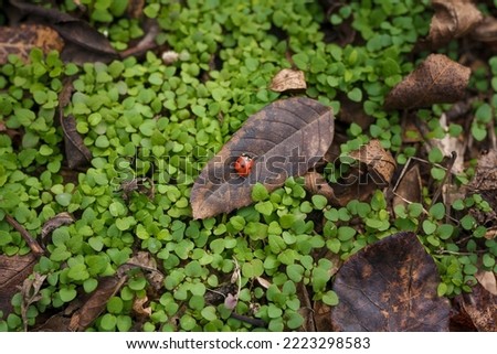 Tiny beautiful ladybug, lady-bird on dry leaf among fresh green grass. Autumn nature, insect wildlife. Top view.