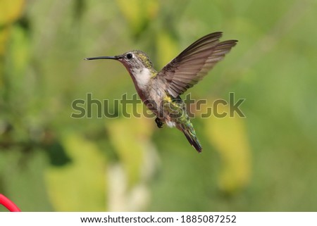 Tiny beautiful ruby throated hummingbird minuscule feet lush green background hovering flying sunny day Nottingham Maryland United States America