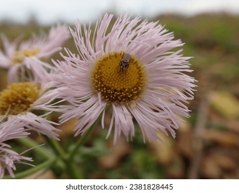 Tiny bee on Daisy Fleabane (Erigeron) flower