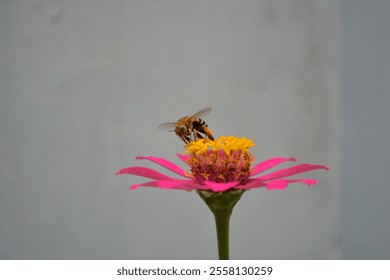 Tiny bee perching on zinnia pink flower, beautiful flower loved by insects - Powered by Shutterstock