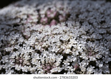 A tiny bee rests on a large, intricate umbel of white wildflowers, showcasing nature's small wonders in detail