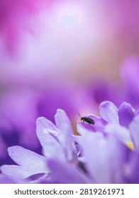 Tiny beetle on purple drumstick primrose (Primula denticulata), beautiful dreamy macro photo with soft pastel bokeh, shallow depth of field, and blurred background