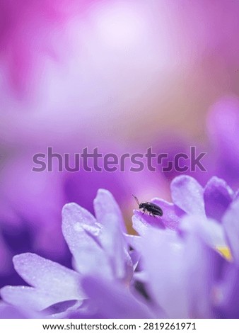 Tiny beetle on purple drumstick primrose (Primula denticulata), beautiful dreamy macro photo with soft pastel bokeh, shallow depth of field, and blurred background