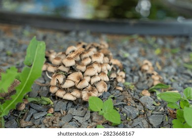 Tiny beige mushrooms cluster on gray gravel surrounded by fresh green leaves. Soft natural lighting highlights texture earthy tones. Composition uses shallow depth of field for dreamy background