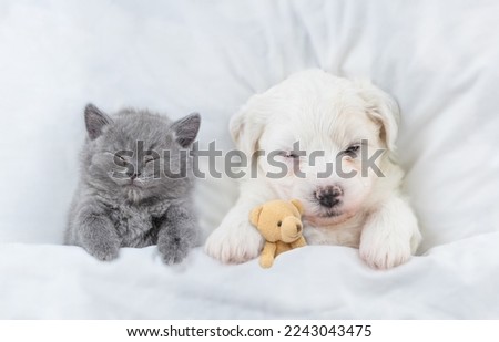 Tiny Bichon Frise puppy and gray kitten sleep together under  white blanket on a bed at home. Top down view
