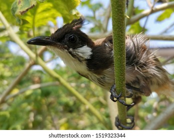 A tiny bird in blur green background