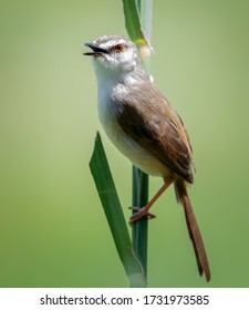 Tiny bird with blurry background
