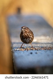 A tiny bird eats some seed.