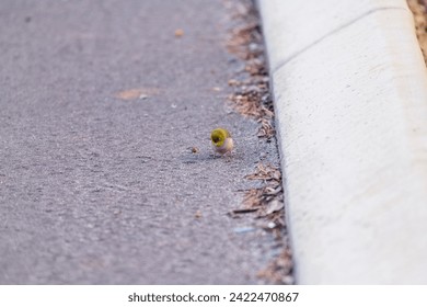 Tiny bird in the gutter of a bitumen road looking crestfallen, almost insignificant next tot the kerb.