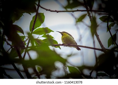 tiny bird hiding between the leaves
