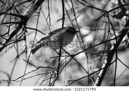 Similar – Image, Stock Photo No.x6b Bird+branch+beautiful weather….