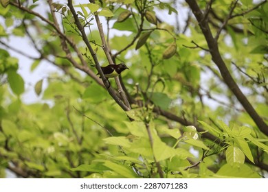 tiny bird on tree ,beautiful nature 