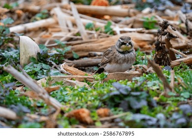 A tiny bird perched on grass and soil ground
