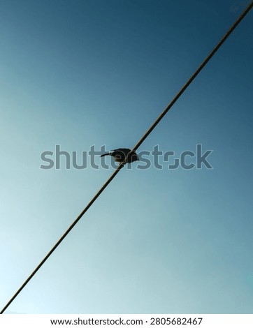 A tiny bird perches high on a diagonal utility cable with a clear, dark blue sky as the background.
