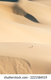 Tiny bird seems even tinier and the sand dune seems even bigger, Qatar - Shutterstock ID 2221584519