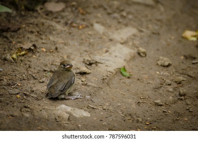tiny bird sitting on the ground
