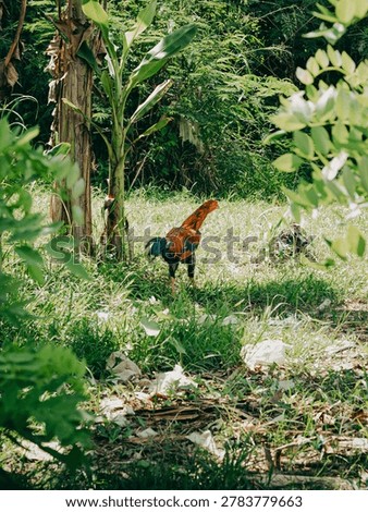 A tiny bird with vibrant feathers sits calmly on a lush, textured leaf surrounded by dense green foliage, bathed in soft natural sunlight filtering through the leaves.