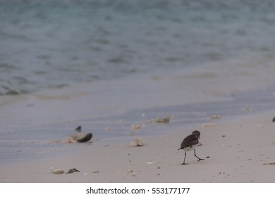 tiny bird walking all alone on a beach by the water