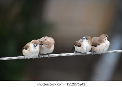 Tiny birds with natural behaviour 