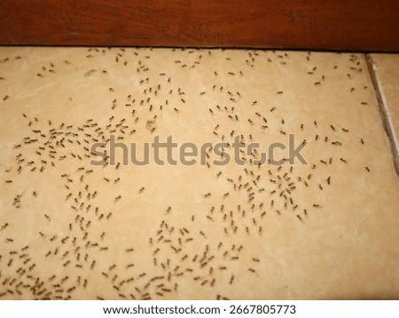 tiny black ants on the tiled floor of a house in a rural area of Java, Indonesia, a migrating ant colony