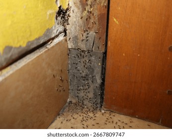 tiny black ants on the wall of a house in a rural area of Java, Indonesia, a migrating ant colony, these small insects will nest in the gaps between the wall and the door frame
