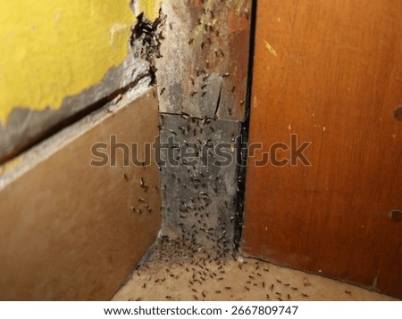 tiny black ants on the wall of a house in a rural area of Java, Indonesia, a migrating ant colony, these small insects will nest in the gaps between the wall and the door frame