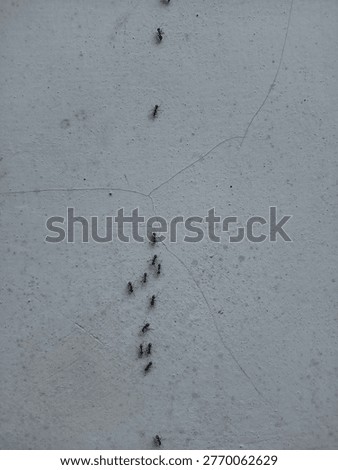 tiny black ants on the wall, worker ants moving like in a row