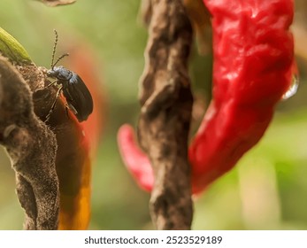 A tiny black beetle perched on a dried chili pepper stem, with a vibrant red chili pepper in the background, creating a striking contrast. - Powered by Shutterstock