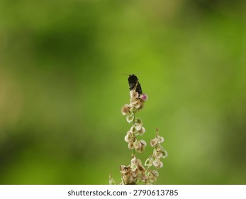 Tiny black beetle sitting on top of a wild plant against a bright green blurred background. Minimalist nature macro with copy space.