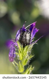 A tiny black bug is perched on a delicate purple flower. The bug is small and black, and it is sitting on the petals of the flower. The flower is purple and has a delicate, almost ethereal appearance