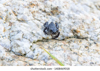 Tiny black frog sitting on the rock in Bouillouses natural site, in Pyrenees-Orientales, France