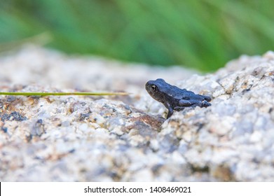 Tiny black frog sitting on the rock in Bouillouses natural site, in Pyrenees-Orientales, France