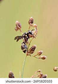 A tiny black insect, possibly a wasp or fly, is captured in a close-up as it investigates the brown, dried seed heads of a plant, set against a soft, pale green background.