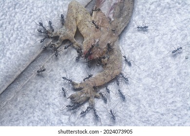 Tiny Black Pavement Ants Feeding On The Dead Lizard