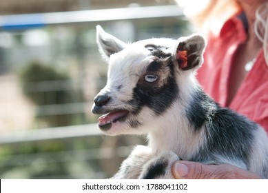 Tiny Black And White Baby Goat Being Held By Blonde Woman In Coral Blouse On Farm Outside In Pen With Mouth Open And Teeth And Tongue Visible