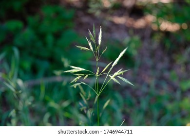 Tiny blades of grass in a spring meadow
