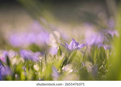Tiny blooming spring flowers in grassy field. Soft focus and natural light create an airy, calm background. Ideal for seasonal visuals, wellness, eco-friendly concepts, and nature textures.
