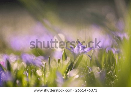 Tiny blooming spring flowers in grassy field. Soft focus and natural light create an airy, calm background. Ideal for seasonal visuals, wellness, eco-friendly concepts, and nature textures.