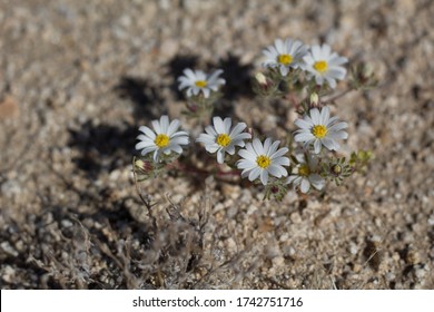 Tiny Blossoms Barely Clear Ground Level On Little Desert Star, Monoptilon Bellidiforme, Asteraceae, Native Annual Plant In The Fringes Of Twentynine Palms, Southern Mojave Desert, Springtime.