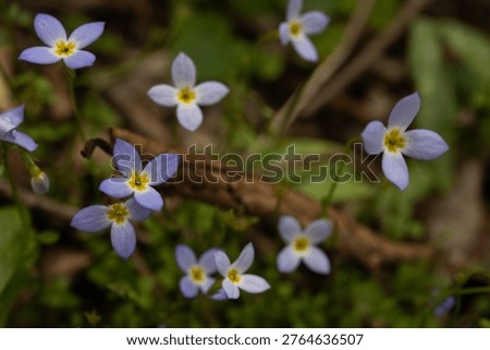 Tiny Blossoms of Bluet Flowers Close Up in the Smokies in Spring