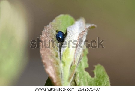 A Tiny Blue Beatle resting on a leaf!