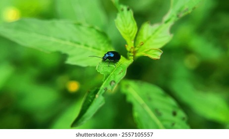 Tiny Blue Beetle with a Glossy Shell on Green Leaf