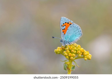 Pequeña mariposa azul en