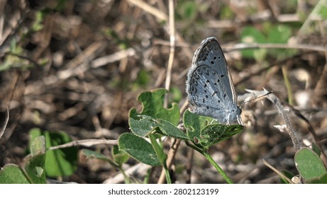 Tiny blue butterfly resting on green leaf stem with blurry background