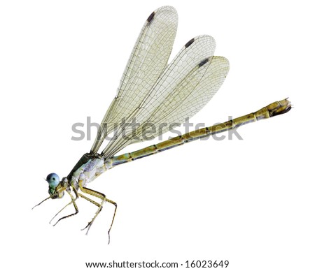 Similar – the queen dragonfly.